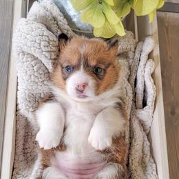 German Shepherd and Pembroke Welsh Corgi Puppies from J&R Shepherds & Corgis