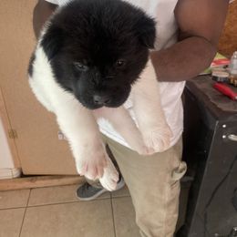 Akita Puppies from Gloe Akita's