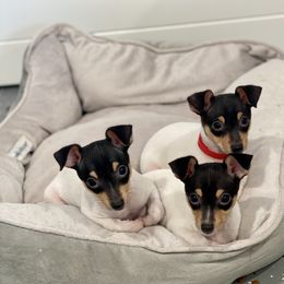 Toy Fox Terrier Puppies from FritzFox Toy Fox Terriers