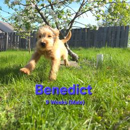 Benedict - Red male Labradoodle puppy in Genoa City, Wisconsin from Sakura Pups