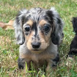 Bacardi - Dapple female Dachshund puppy in Mayfield, Kentucky from H&C’s Dachshunds and Retrievers