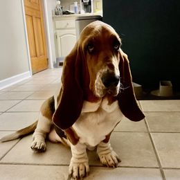 Gertie - Basset Hound