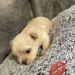 Pierce - White and tan male Morkie puppy in Taylorsville, North Carolina from Mountain Top Hot Tailz