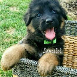 German Shepherd Puppies from Central Coast German Shepherds
