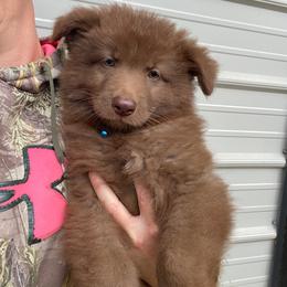 Blue collar - Liver male German Shepherd puppy in Pelham, North Carolina from P & P Shepherds