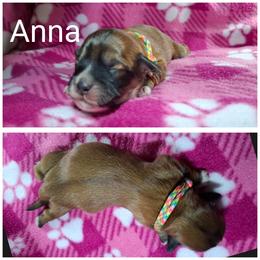 Anna - Red gold female Lhasa Apso puppy in Cincinnati, Ohio from Shangri-La Lhasa Apsos