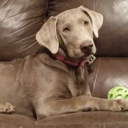 Dilute Retrievers and Labrador Retrievers from True Hart Labs