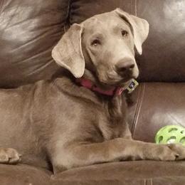 Dilute Retrievers and Labrador Retrievers from True Hart Labs