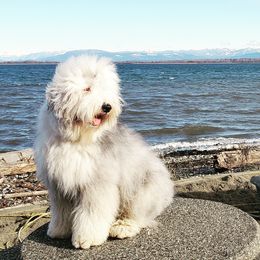 Old English Sheepdogs from Island Bound Old English Sheepdogs