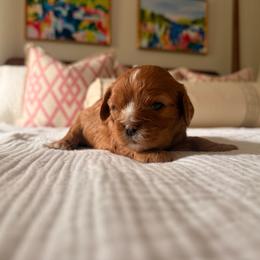 Murphy - Ruby male Cavalier King Charles Spaniel puppy in North Carolina from Waggin Tails