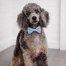 Memphis - Poodle