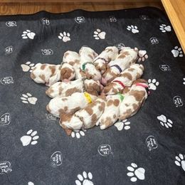 Boy 4 - Orange and white male Brittany puppy in Moseley, Virginia from Brier Ridge Kennels & Outfitters