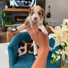 Bernedoodle, Cavapoo, Cavapoochon, Goldendoodle, Poodle, and Yorkipoo Puppies from Anchor Dogs