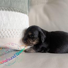 Cosmo - Black and cream male Dachshund puppy in Peyton, Colorado from Dachshund Universe