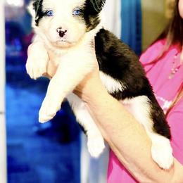 Lovebug - Black tri-color female Australian Shepherd puppy in Williston, Florida from Over The Rainbow Aussies