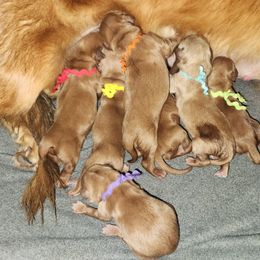 Riley's Yellow Boy - Golden male Golden Retriever puppy in Idaho Falls, Idaho from Once Upon A Dream Kennels