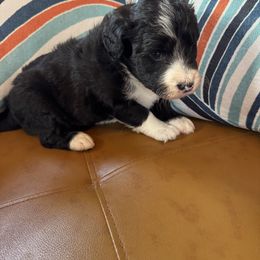 Falcon - White and black male Bordoodle puppy in Winnsboro, Texas from Pecan Grove Pups