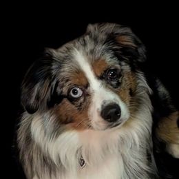 Miniature Australian Shepherds and Toy Australian Shepherds from GAMALA Farm & Kennels