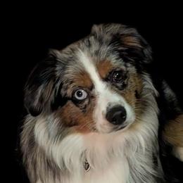 Miniature Australian Shepherds and Toy Australian Shepherds from GAMALA Farm & Kennels