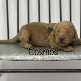 Goldendoodle Puppies from Bear Ridge Doodles
