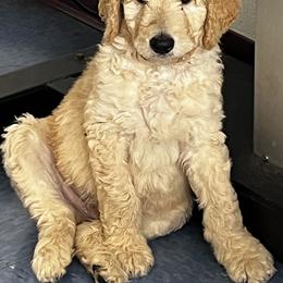 Simba - Cream male Goldendoodle puppy in Belfair, Washington from Merry R Goldendoodles