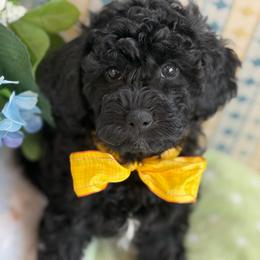 Cumin - male Cavapoochon puppy in North Lawrence, Ohio from Liberty Pups