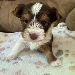 Abby - Parti female Yorkshire Terrier puppy in Dexter City, Ohio from Harriman's Yorkshire Terriers