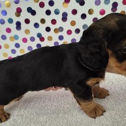 Dachshunds from Joaquin Gutierrez