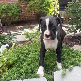 White collar boy - White male Boxer puppy in East Longmeadow, Massachusetts from Boxer Bliss