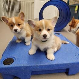 Bulldog and Pembroke Welsh Corgi Puppies from Salted Rim Corgis