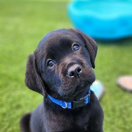 Labrador Retriever Puppies from Steele Caliber Retrievers