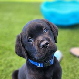 Labrador Retriever Puppies from Steele Caliber Retrievers