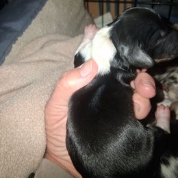 Tyler - Piebald male Dachshund puppy in Paducah, Kentucky from Donette's Doxies
