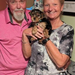 Yorkshire Terrier Puppies from Yadkinyorkies&Morkies