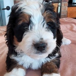Tommy P - Tri-color Bernedoodle puppy in Laguna Hills, California from Bernedoodles By Faith