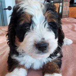 Tommy P - Tri-color Bernedoodle puppy in Laguna Hills, California from Bernedoodles By Faith