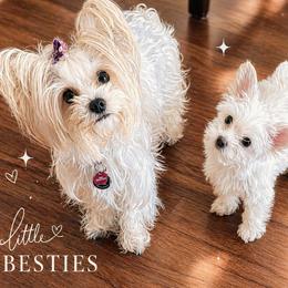 Yorkshire Terrier puppies from Angel Spun Yorkies