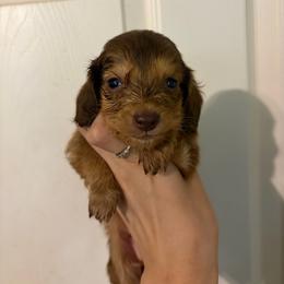 Max - Chocolate and cream male Dachshund puppy in Conroe, Texas from Dots Dachshunds