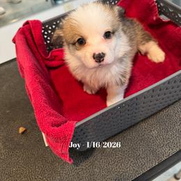 Girl 3 - female Pembroke Welsh Corgi puppy in Xenia, Ohio from Dosado Corgis