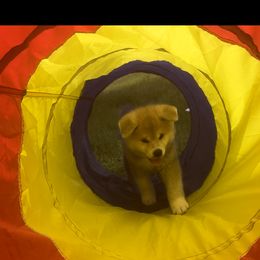 Japanese Akitainu Puppies from Winmont Akitas