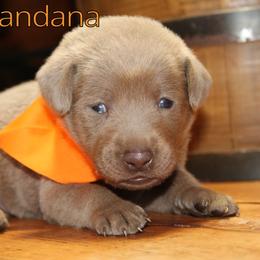 Labrador Retriever Puppies from Silver Dollar Labs