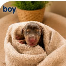 Boy 1 - Chocolate and tan male Dachshund puppy in Michigan from Amberly's Dachshunds