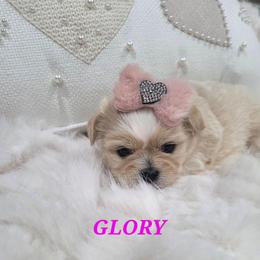 Glory - Gold and white female Shih Tzu puppy in Molino, Florida from 1st Passion Shih Tzus