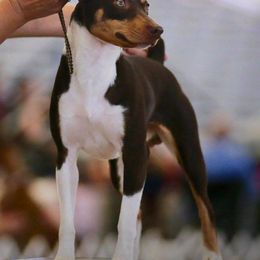 Rat Terriers from Blackwood Rat Terriers (Standard)