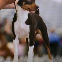 Rat Terriers from Blackwood Rat Terriers (Standard)