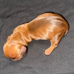 Boy 2 - Red male Dachshund puppy in Palm Coast, Florida from Michelle’s Mini Dachshunds