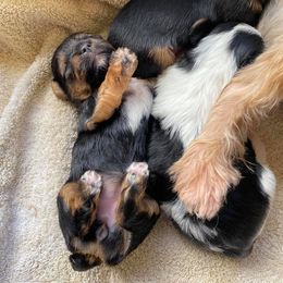 Shih Tzus and Yorkshire Terriers from The Cove Kennel
