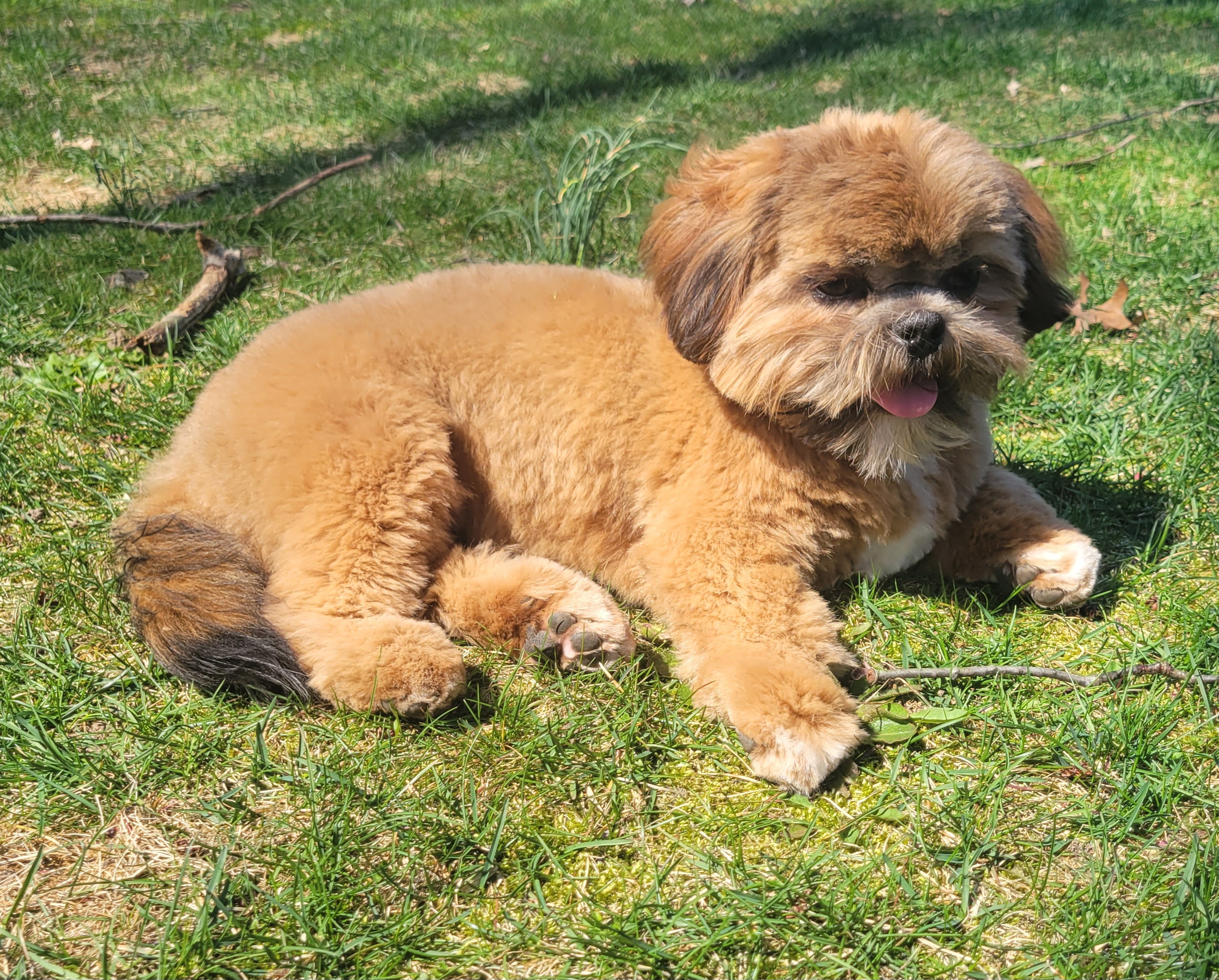 Gideon - Shih Tzu