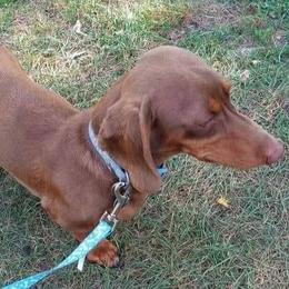 Dachshunds from Doodleville