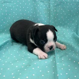 Violet - Black brindle and white female Boston Terrier puppy in Fillmore, Illinois from Wind Hill Puppies
